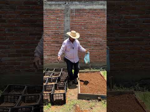 Siembra de cempasúchil en almácigo