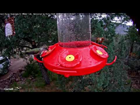 Immature Male Rufous Hummingbird, August 2, 2016