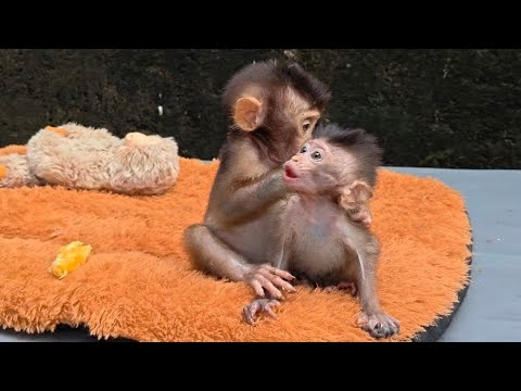 FIRST I ALREADY EXPLAINED THAT THIS BABY MONKEY'S FINGERS WILL NOT BE NORMAL