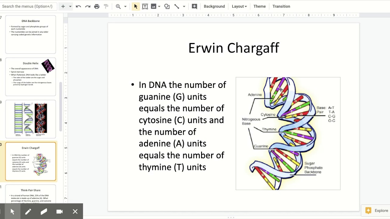 DNA Structure and Function Google Slides Presentation