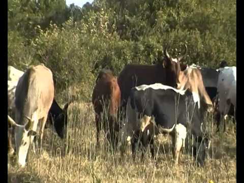 Savika Ambalamanakana''''