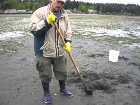 download lagu mp3 mp4 Horse Clams For Sale, download lagu Horse Clams For Sale gratis, unduh video klip Horse Clams For Sale
