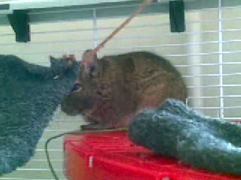 Жан-Батист Эммануил Зорг