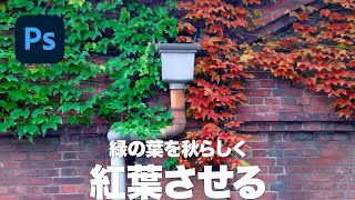 【Photoshop講座】緑の葉を秋らしく紅葉させる方法「色域指定と色相・彩度の使い方」【2022】