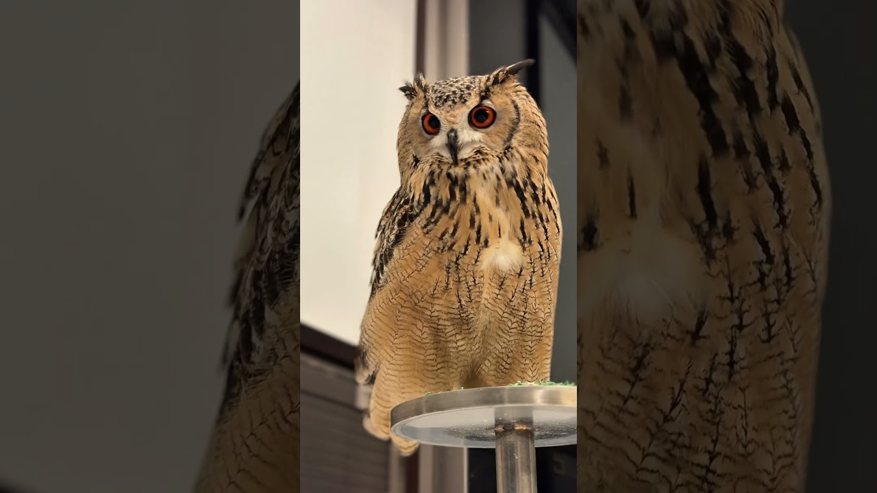 2025年、今年最後のフク納め🦉✨ #owl #フクロウ