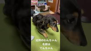 近所のワンコ🐶🐩🐕