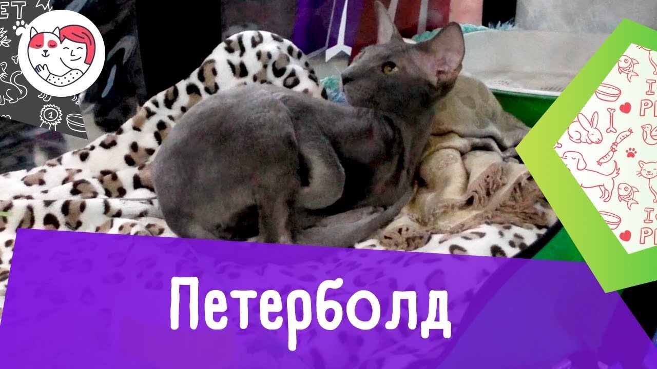 5 особенностей ухода за золотистым ретривером