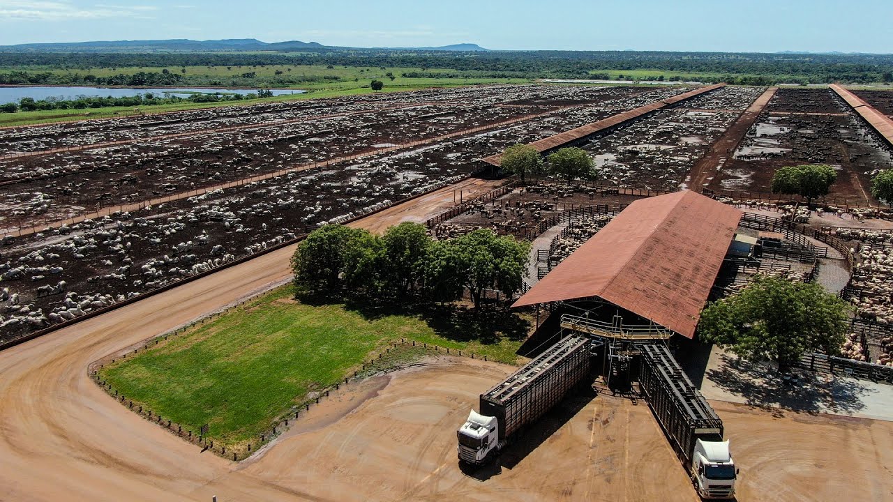 Explorando a Fazenda Colorado - JBJ Agropecuária #agronegocio #pecuaria   #nelore #angus