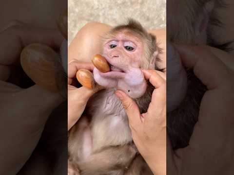 I helped the monkey remove the poisonous fruit seeds. 🫘🫘