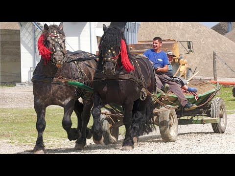 Mânză din armăsarii lui Bogdan de la finalul clipului 2023