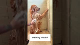 Download lagu Golden retriever bathing routine ❤️ mp3 Download lagu Golden retriever bathing routine ❤️ mp3
