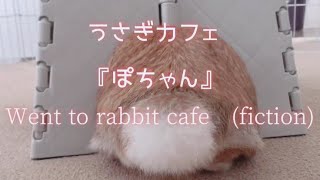 巷で話題のうさぎカフェに行ってきた⁈【Play rabbit cafe at home】