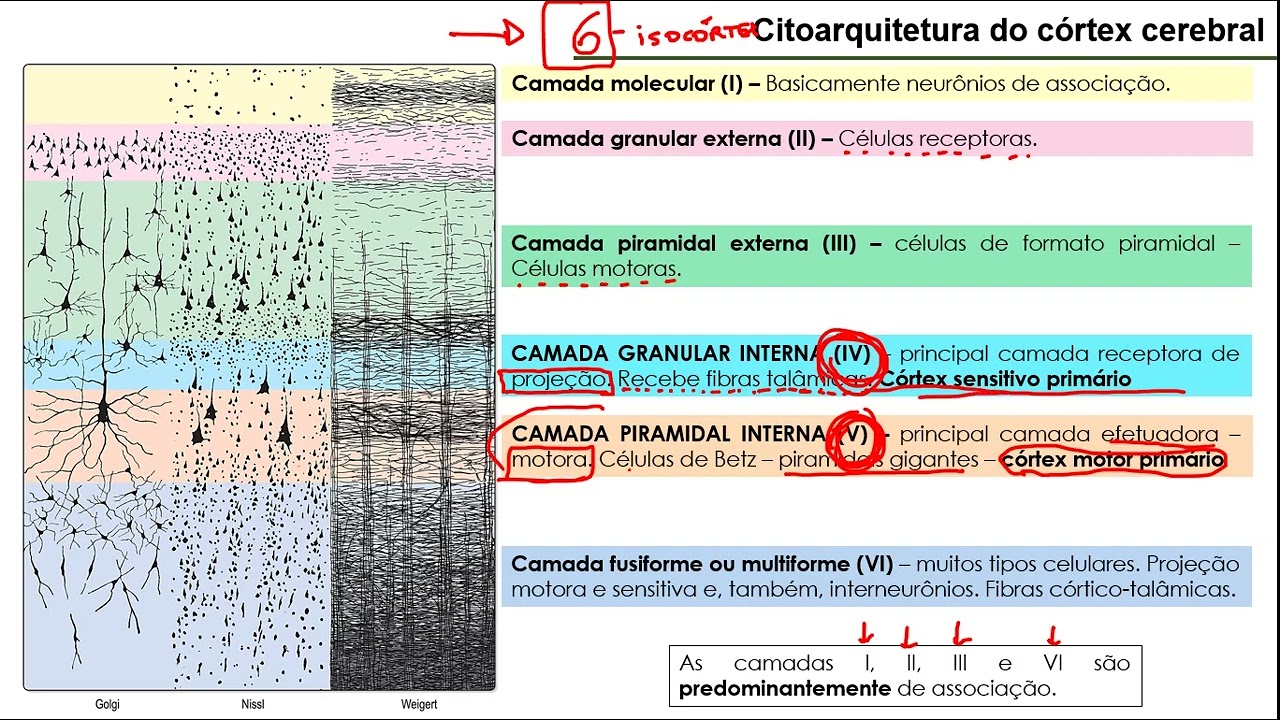 Classificação do córtex cerebral: CITOARQUITETURA