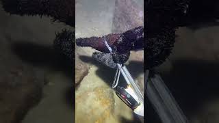 I catching seafood on the seafloor-P1027-3.#fishing #ocean #deepsea #nature #beach