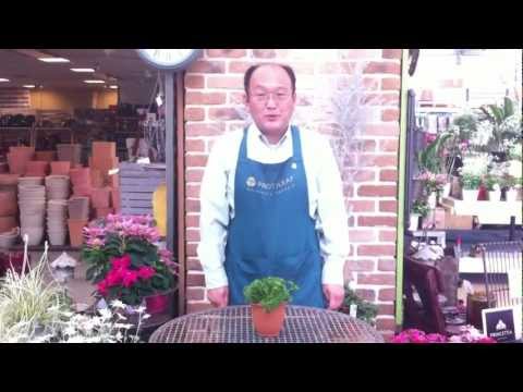 根パセリの準備: これが根パセリの一番おいしい方法です 植物