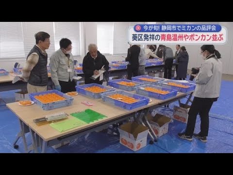 YouTube Video 旬を迎えているみかんの品評会が静岡市で開かれる　青島温州みかんやぽんかん合わせて３０点が出品