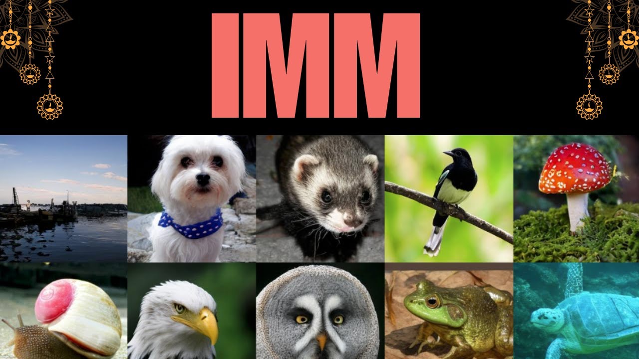 IMM - Inductive Moment Matching by Luma Labs and Stanford