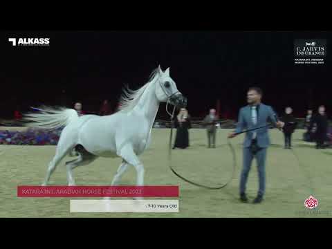 N 199 LAMMAH AL NAIF   Katara Int  Arabian Horse Festival 2023   Stallions 7 10 Years Old Class 11