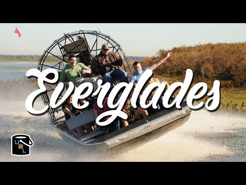 Alligators in the Everglades - Airboat Tour