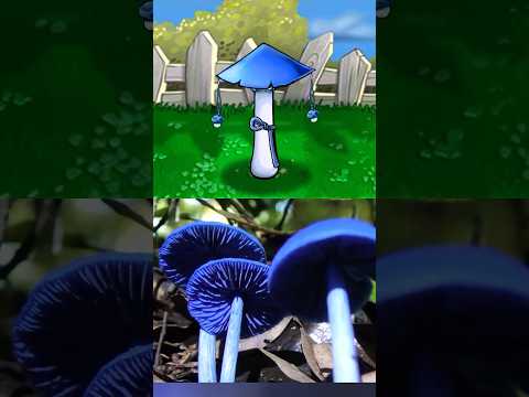 The Werewere kōkako w/@Ceolskog🍄💙(PVZ) #pvz #plantsvszombies