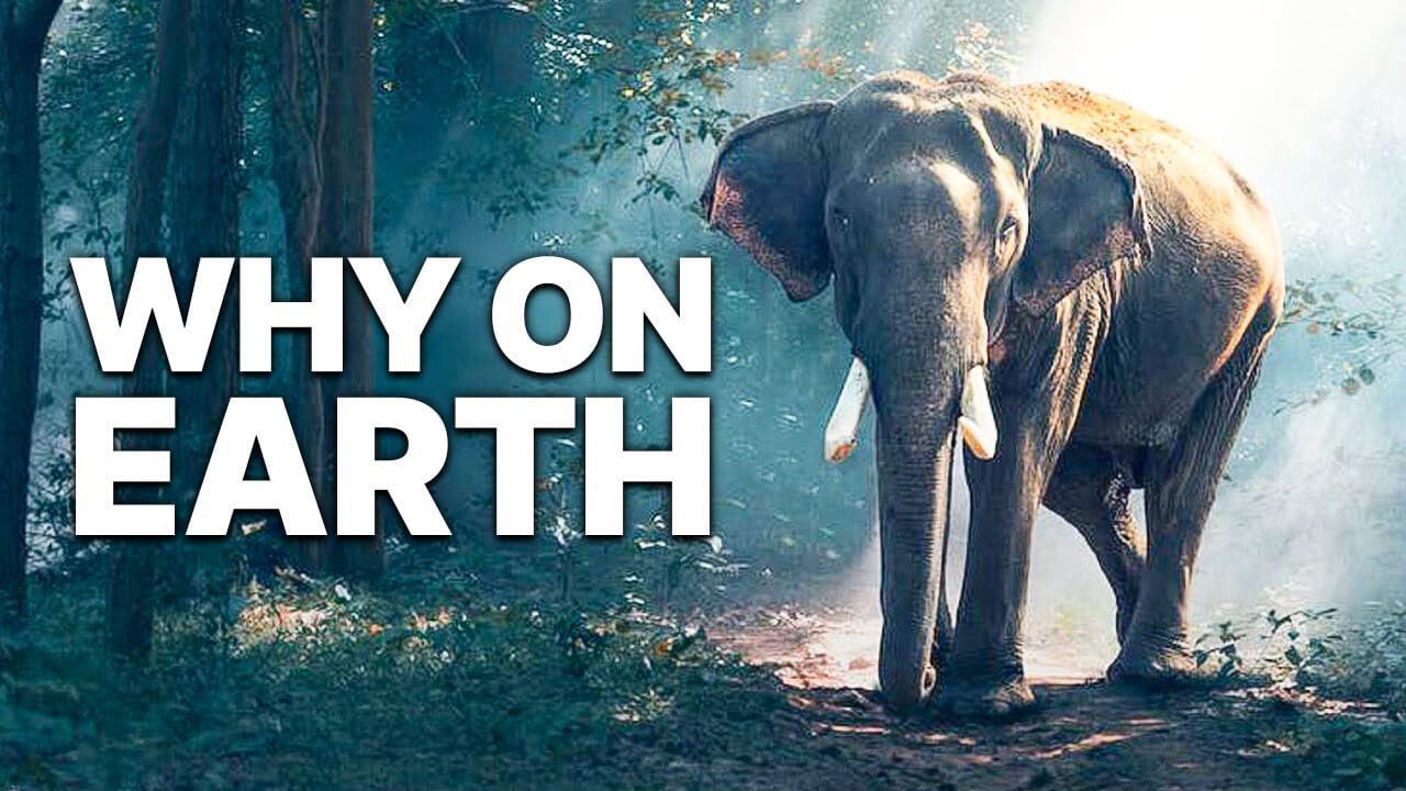 Why on Earth | Environmental Documentary