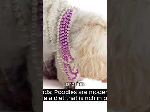 The Ultimate Guide to Feeding Your Poodle: Top Tips for a Healthy and Happy Furbaby. #poodle