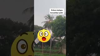 Download lagu pohon kelapa kesambar petir 😧 mp3 Download lagu pohon kelapa kesambar petir 😧 mp3