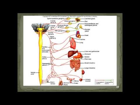 Nervous System PPT Final Video | Mrs. Dahman's Anatomy Class