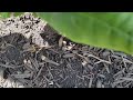 Carpenter Ants Found in the Mulch Bed in Lanoka Harbor, NJ