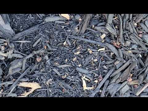 Carpenter Ants Found in the Mulch Bed in Lanoka Harbor, NJ