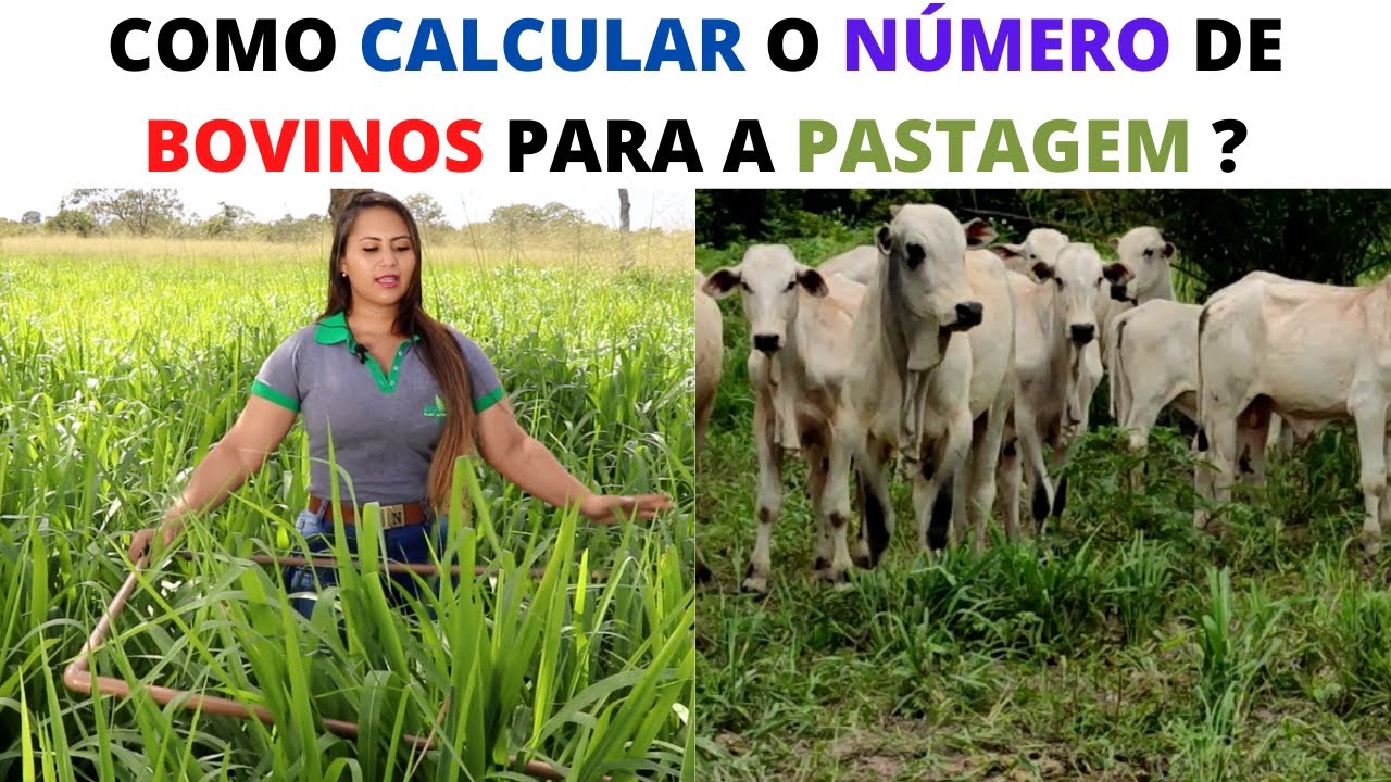 Quantos Bovinos Minha Pastagem Suporta?
