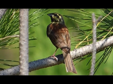 Ptice Hrvatske - Crnogrla strnadica, mužjak (Emberiza cirlus) (Cirl Bunting, male) (2/3)