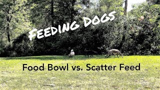 Feeding Dogs - Food Bowl vs Scatter Feed