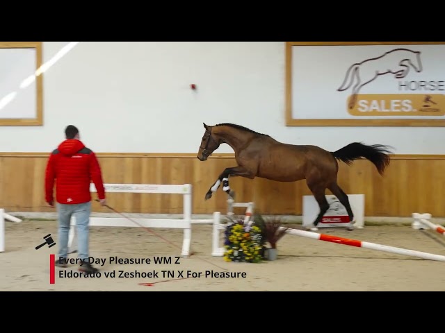 Every Day Pleasure WM Z