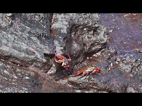 Sally Lightfood Crabs on San Cristobal Island in the Galapagos