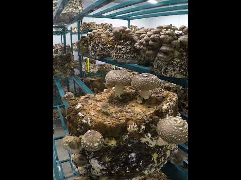 Shiitake Mushroom Timelapse: 7 Days of Growth in 10 Seconds