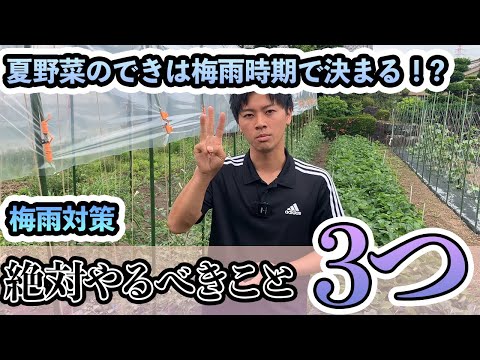 トマトを雨から守るには？ 3 つの効果的で創造的なテクニック  庭園