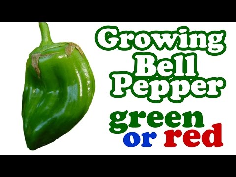How To Grow Green Red Bell Peppers Plant From Fresh Seeds - Growing Planting Pepper Backyard Garden Video