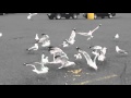Hungry Seagulls Love To Eat Frenchfries
