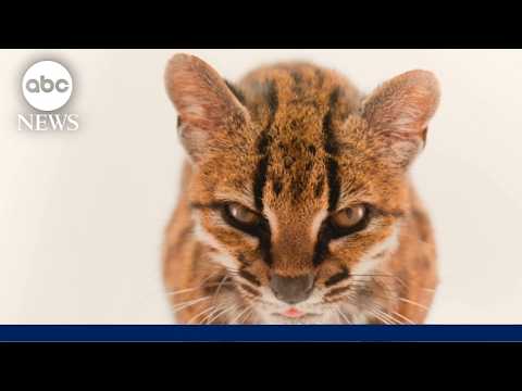 First new feline species in 100 years discovered in Bolivian forest