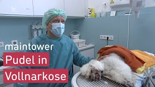 Einsatz in der Tierklinik | maintower