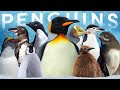 All 19 Penguin Species (Inc 1 Proposed Australian Species)