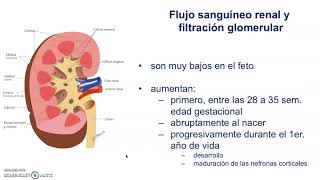 Semiología del aparato nefrourinario 1a  Parte  - Pediatría