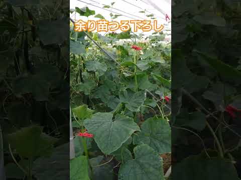 キュウリをトレリスで栽培することが有益な選択肢であるのはなぜですか?  庭園