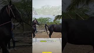 Download lagu Safe Tricks for Breeding Horses! mp3