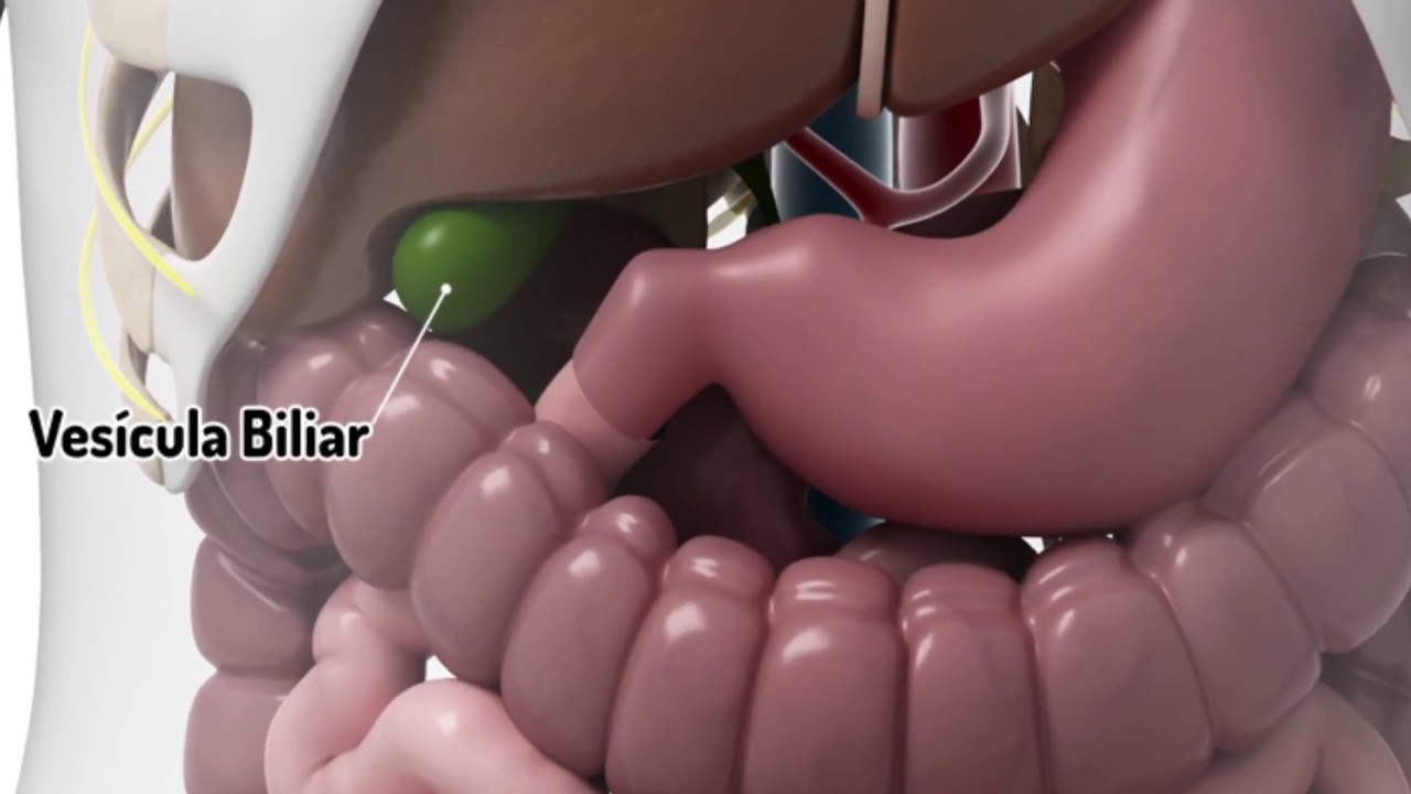 Watch Recomendaciones y cuidados para después de una cirugía de vesícula Now Recomendaciones y cuidados para después de una cirugía de vesícula