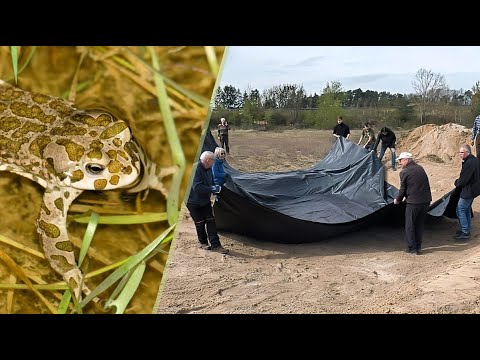 Ein neuer Laichplatz für die Wechselkröte