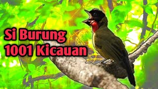 Download lagu Mengenal Burung Samyong, Endemik Nusa Tenggara mp3