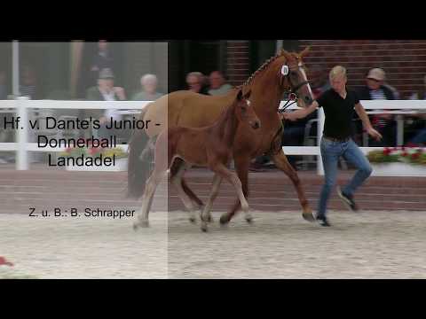 Hf v Dantes Junior x Donnerball x  Landadel 2019