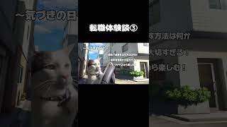 転職体験談③ #shorts #日常 #猫ミーム #catmemes